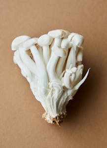 Studio shot of fresh oyster mushrooms against a beige background, showcasing culinary simplicity.